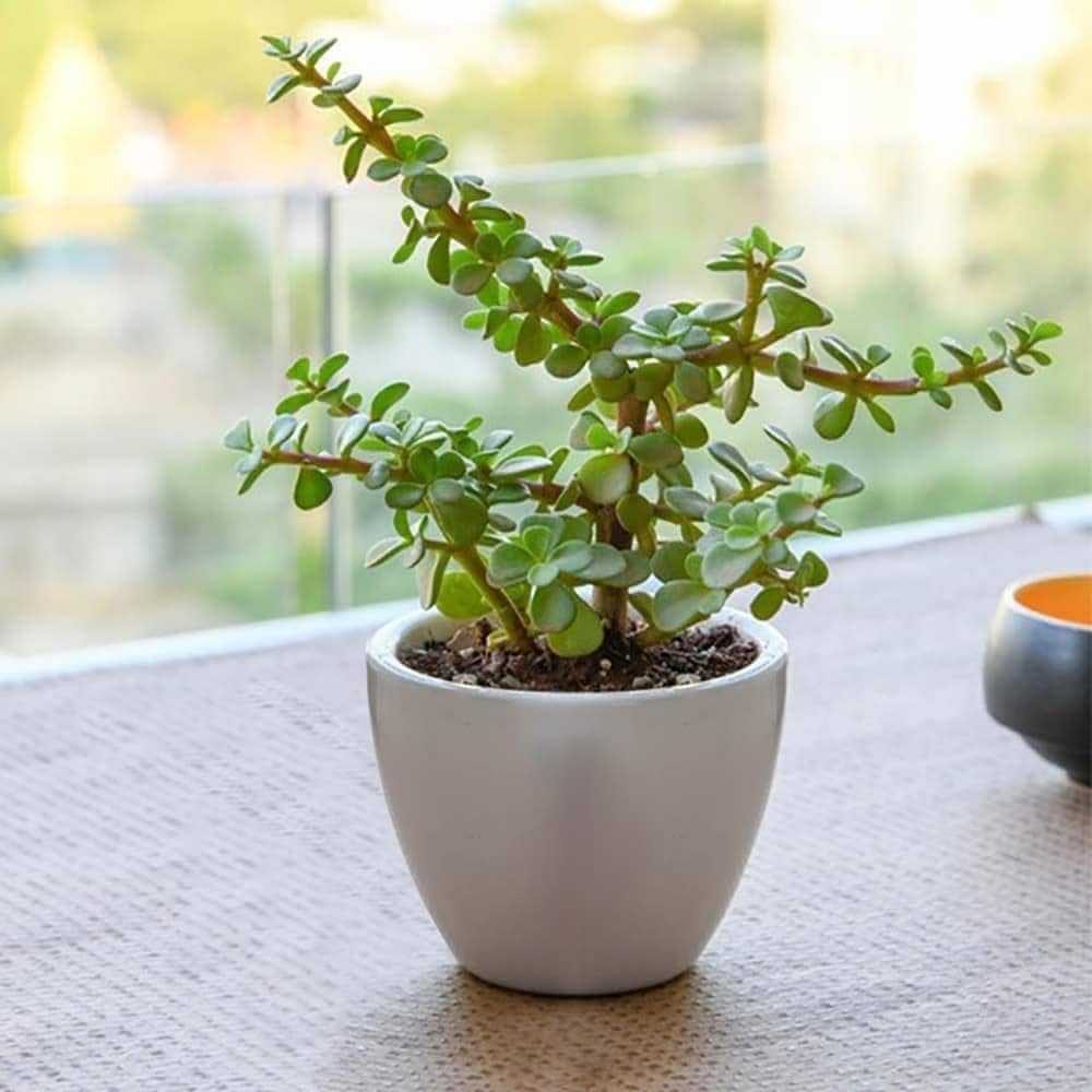 Plant 3
