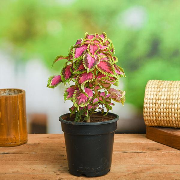 Plant 2